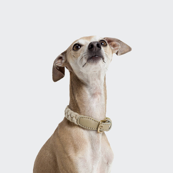 Blomen Nature Dog Collar (vegan friendly)