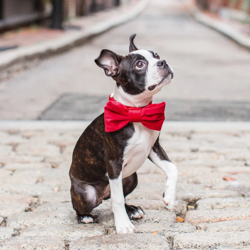 The Foggy Dog_Dog Bow Tie_Cranberry Red Velvet_Boston Terrier