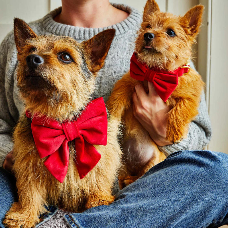 The Foggy Dog_Dog Bow Tie_Cranberry Red Velvet_Terriers