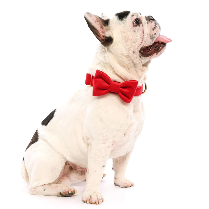 The Foggy Dog_Dog Bow Tie_Cranberry Red Velvet_Frenchie