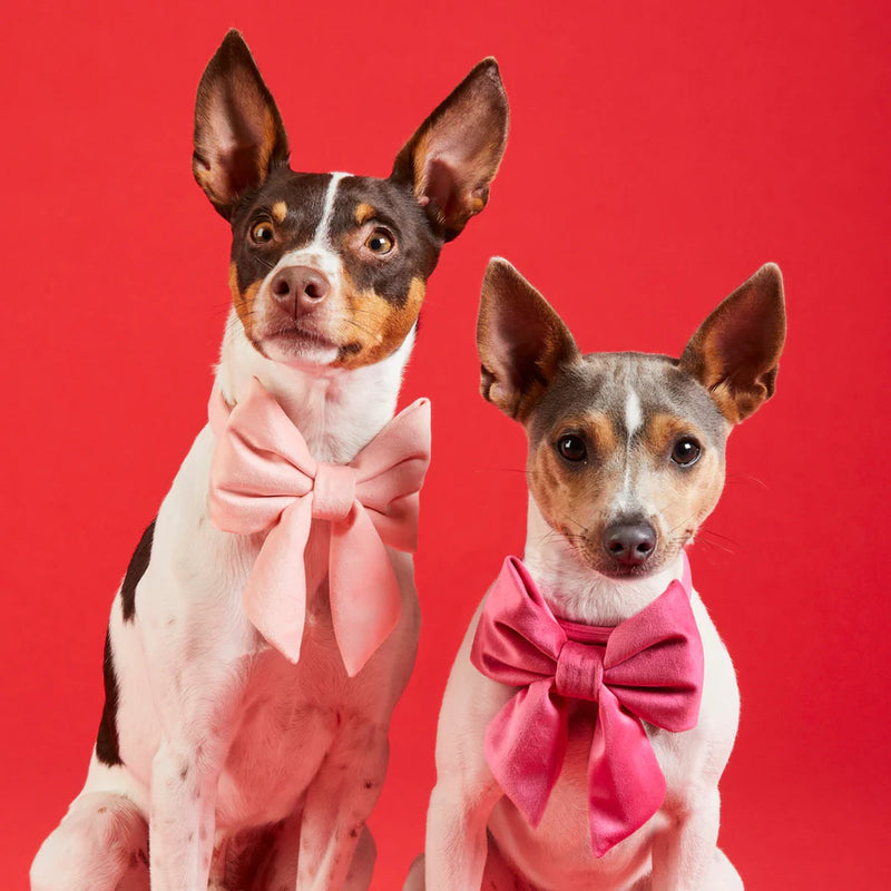 Foggy Dog_Hot Pink Velvet_Dog Bow Tie_Terrier