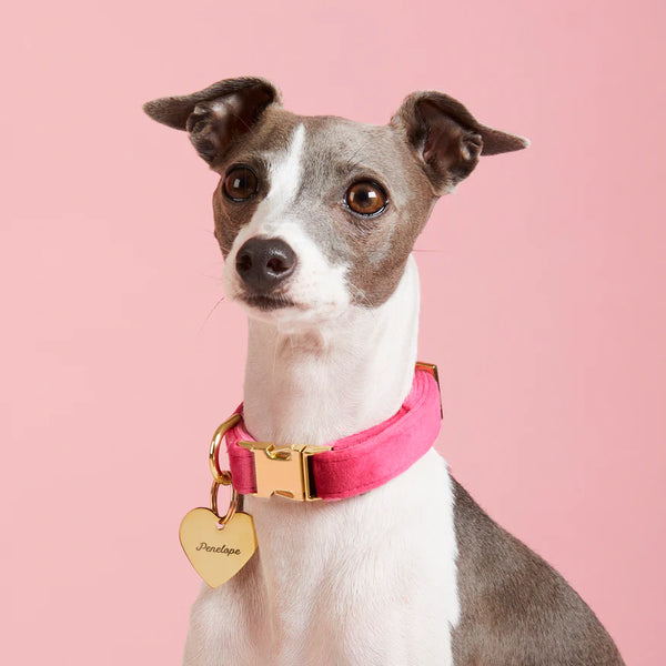 Foggy Dog-Hot Pink Velvet Dog Collar_Whippet