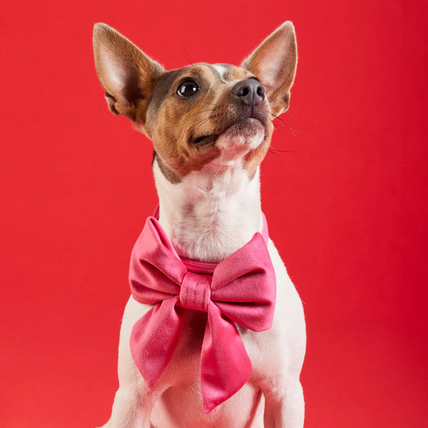 Foggy Dog_Hot Pink Velvet_Dog Bow Tie_Chihuahua