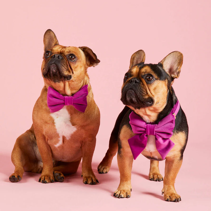 The Foggy dog_Bow Tie_Plum Velvet_Frenchie