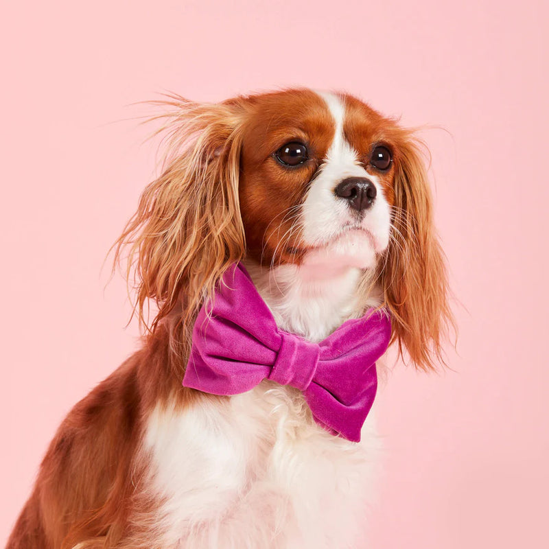 The Foggy dog_Bow Tie_Plum Velvet_Spaniel