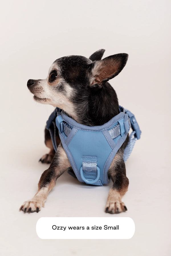 Maxbone_Easy Fit Dog Harness_Blue_chihuahua