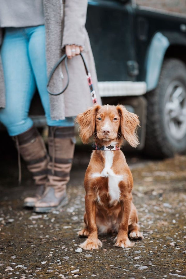 Pampeano_Spaniel_Dog Collar_Petalo