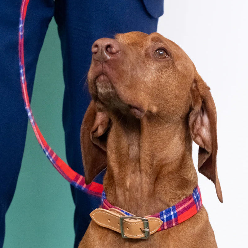 Hiro & Wolf_Shuka Red_Dog Collar