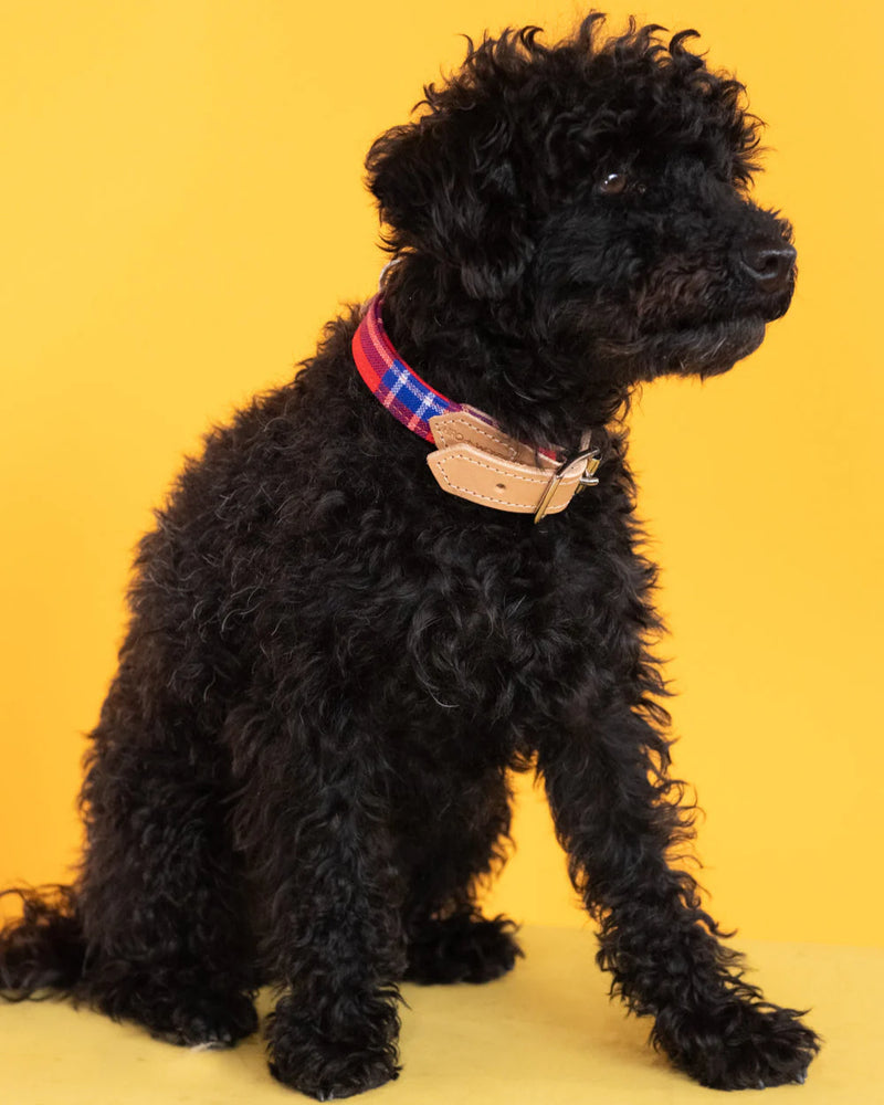 Shuka Red Dog Collar