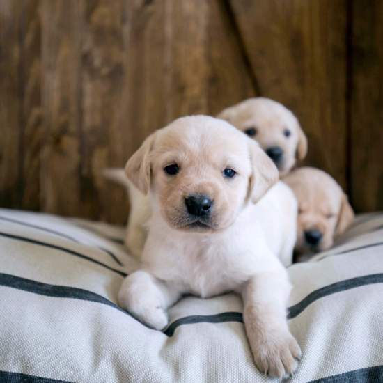 The Foggy Dog_Bed Cover_Design_Charcoal stripe_Puppy labrador