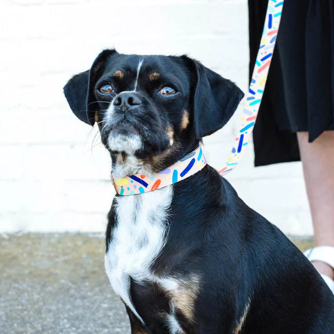 Nice DIgs_Dog Collar_Confetti