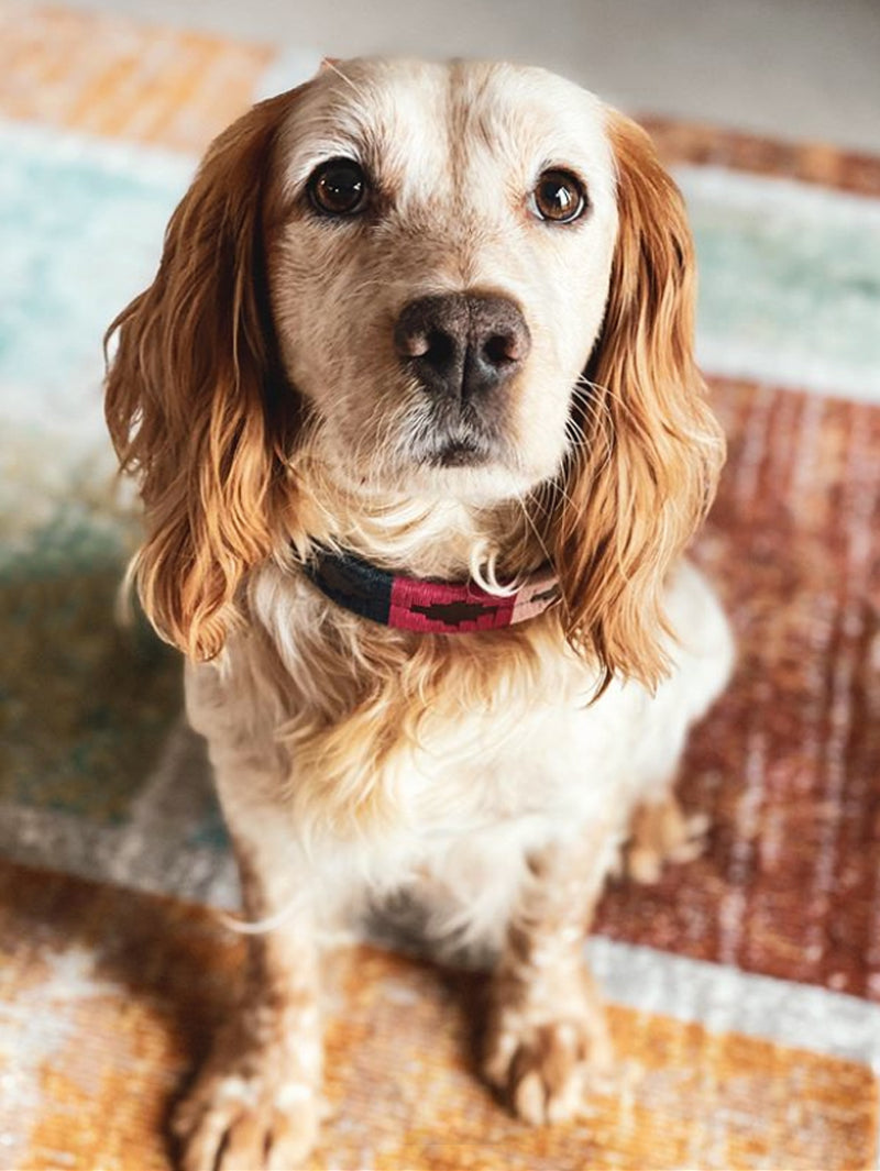 Pampeano_Dog Collar_Petalo_Spaniel 