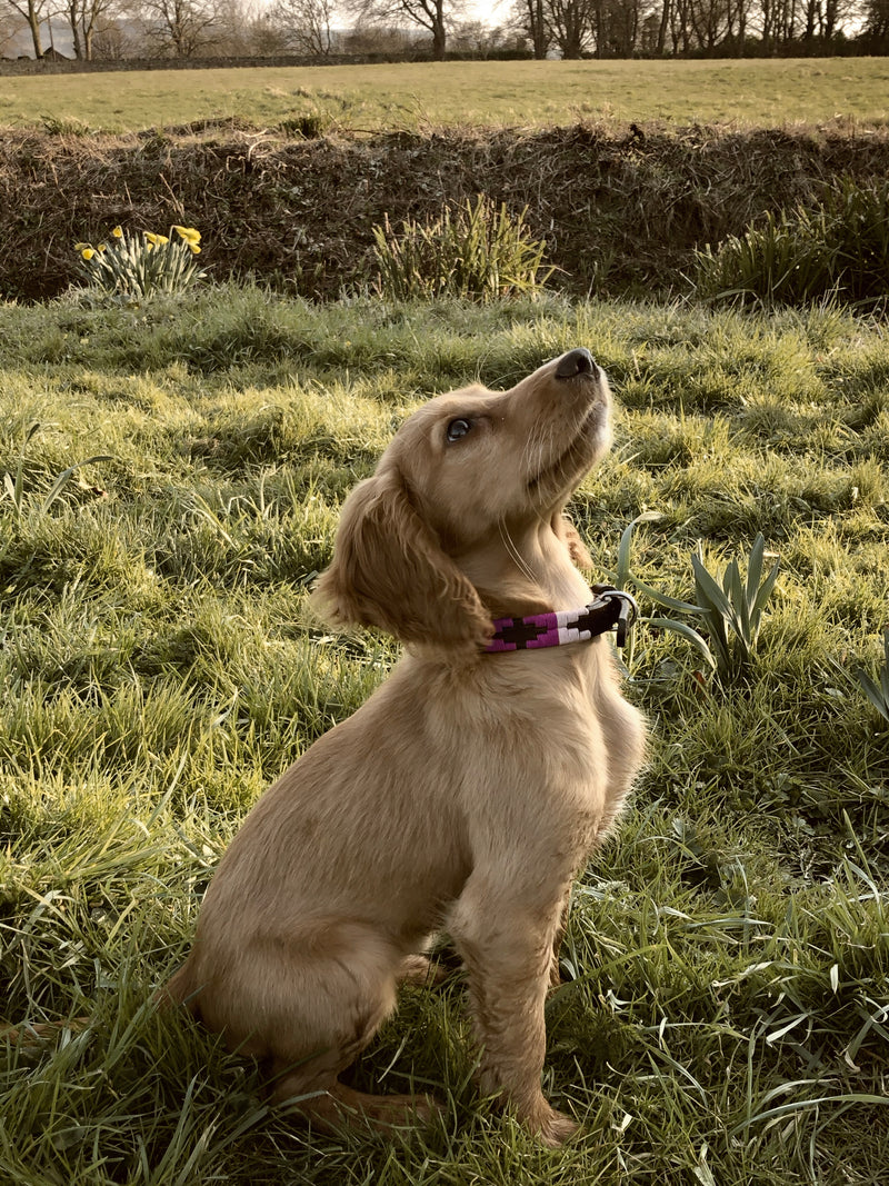 Pampeano_Dog Collar_Petalo_Puppy
