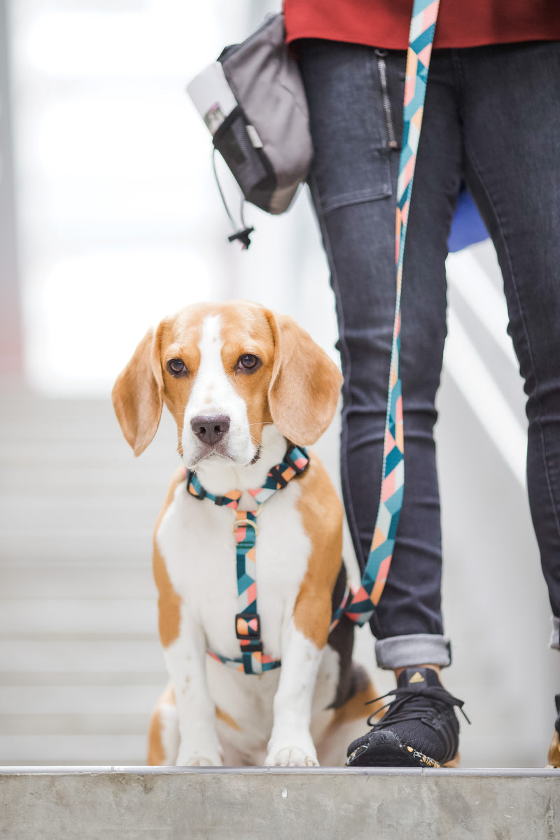 Gentle Pup-Dog Lead-Razzle Dazzle-Beagle