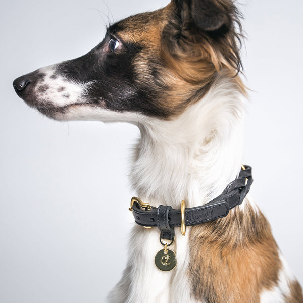 Hyde Park Dog Collar-Black Lifestyle