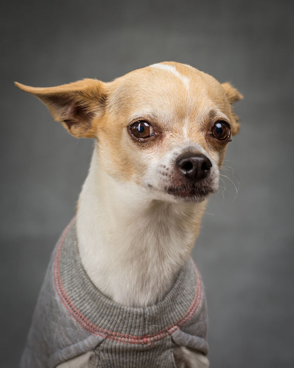 Chihuahua Dog Sweater
