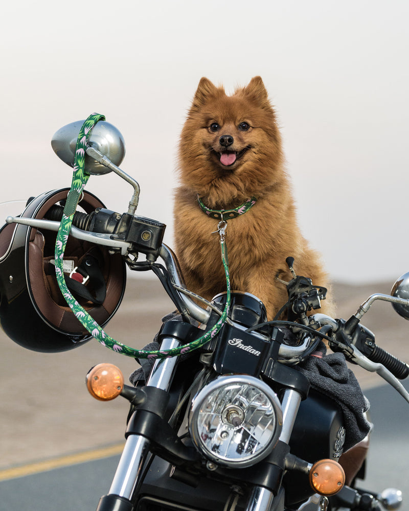 Hiro & Wolf-Dog Collar & Lead-Bike Dog