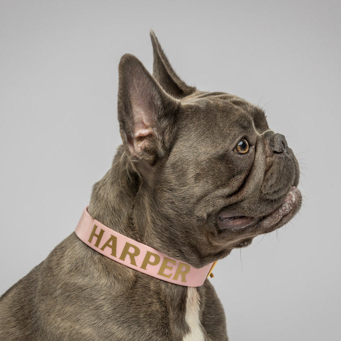 Think Pink Personalised Dog Collar-Frenchie