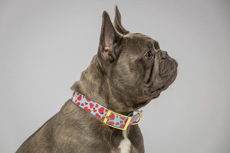 I Woof You Dog Collar-Blue Heart-Frenchie