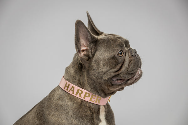 Think Pink Personalised Dog Collar-Frenchie