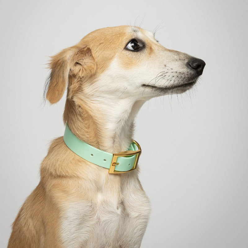 A dog wearing a seafoam green collar with brass hardware.