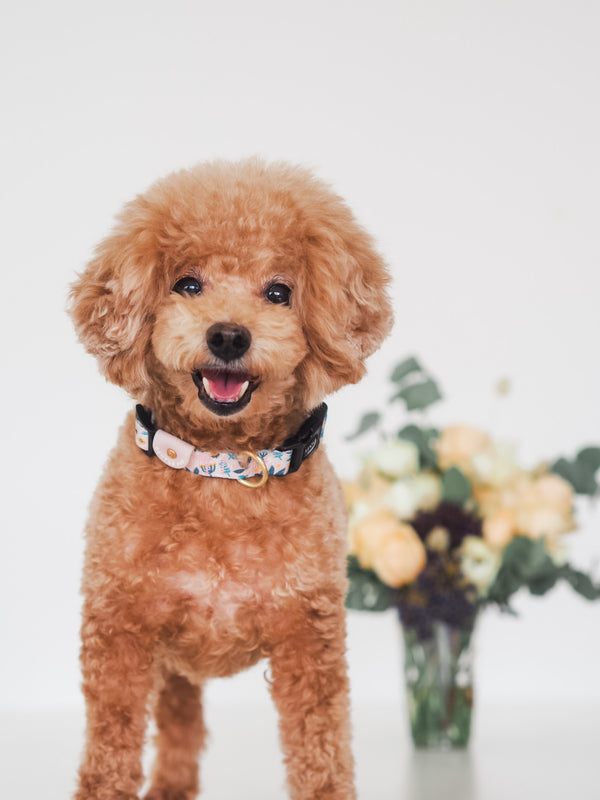 Gentle Pup-Dog Collar-Scandi Spring-Toy Poodle