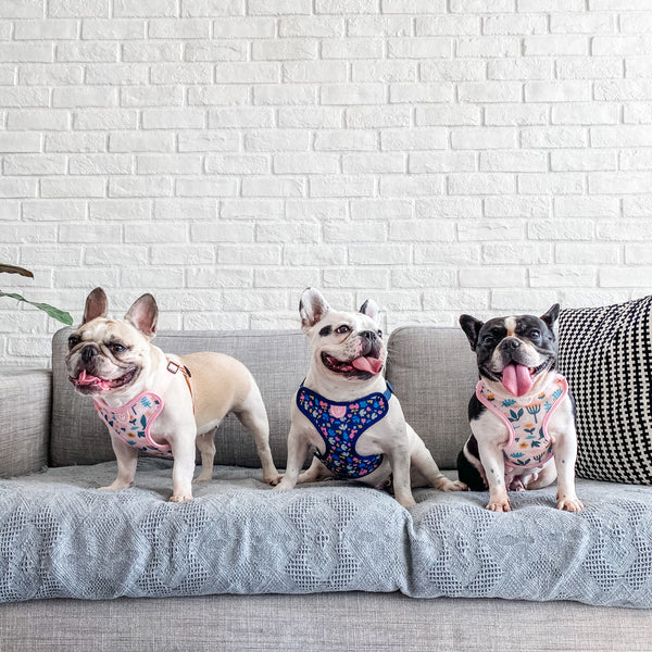 Gentle Pup Scandi Spring Dog Harness-Frenchies 