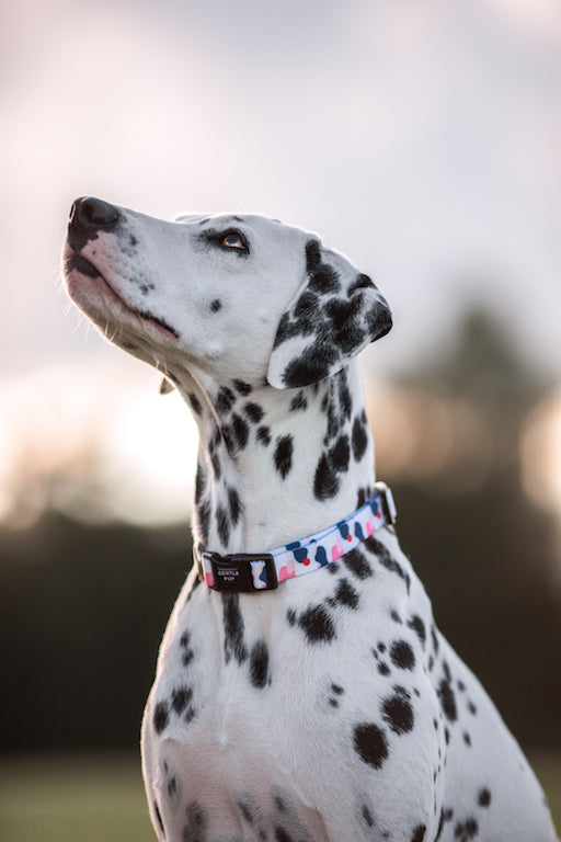 Gentle Pup Dog Collar Lovely Leia-Dalmatian 
