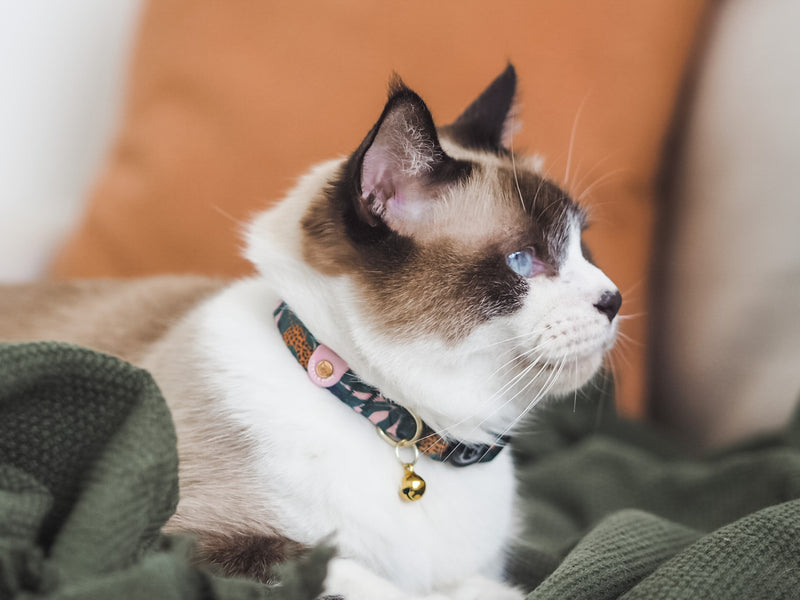 Gentle Pup-Cat Collar Coco Congo-Lifestyle