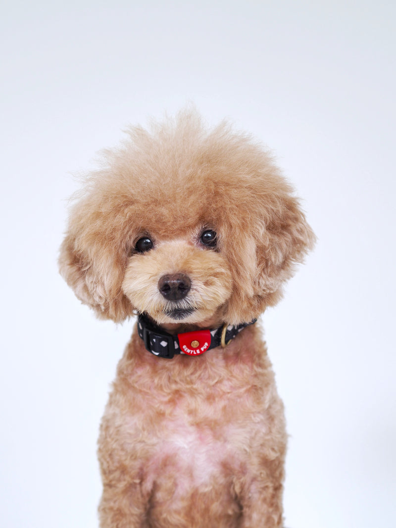 Gentle Pup Dog Harness-Cheeky Chip-Havanese