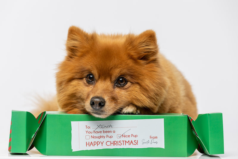 Howl & Growl-Chrismtas Cracker Gift Box-Green-Pomeranian 