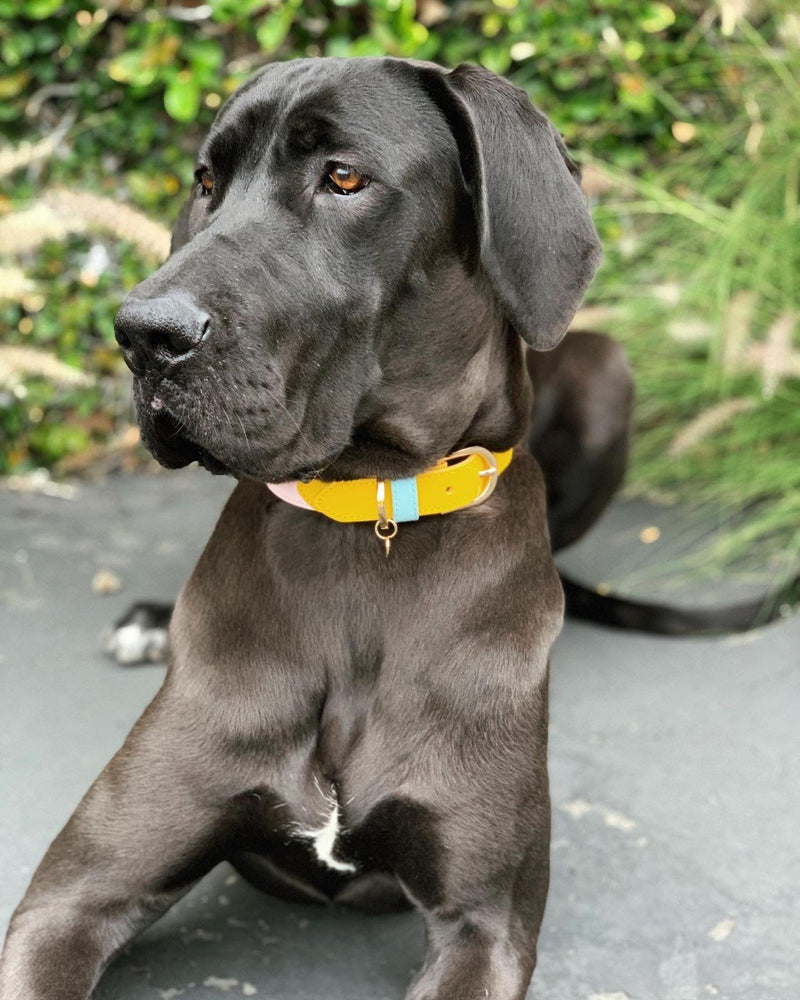 Isabel Dog Collar-Lifestyle