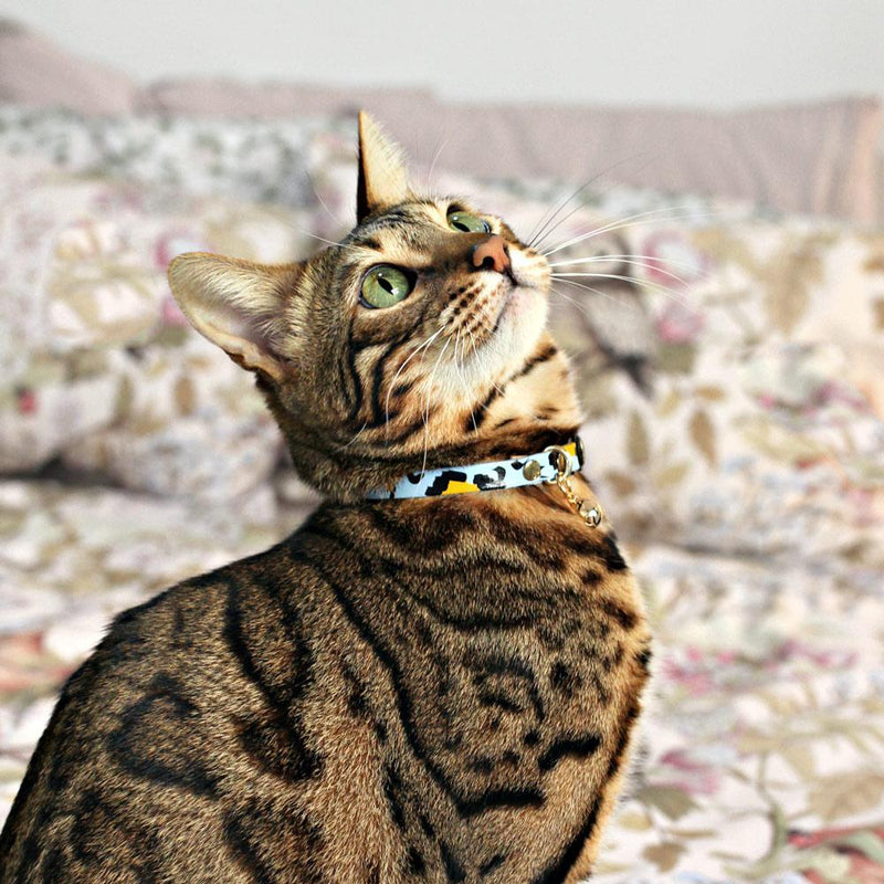 Nice Digs-Cat Collar-Animal Blue-Tabby