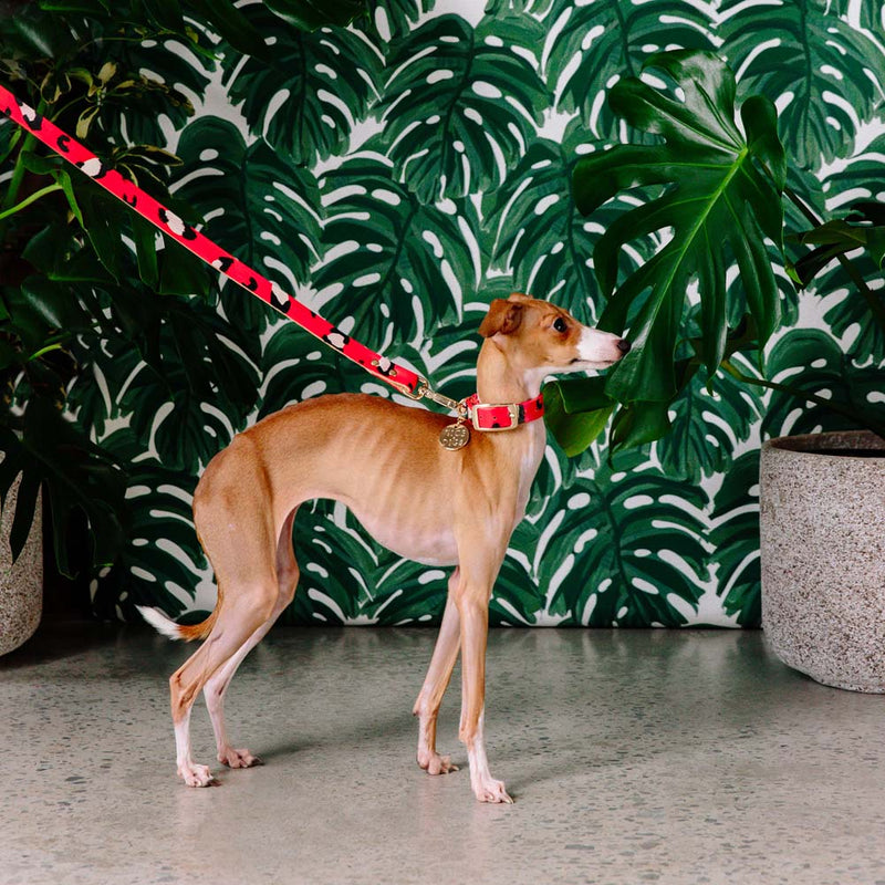 italian greyhound in red leather lead