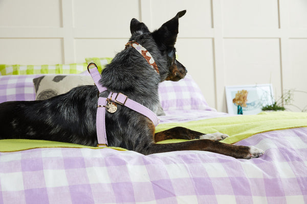 Nice Digs-Lilac Cord Dog Harness-Non Pull-Large