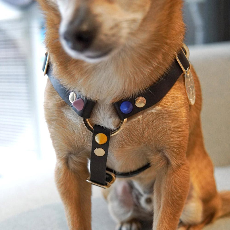 Nice Digs-Smooth Spike-Dog Harness-Rocky Noir-Front