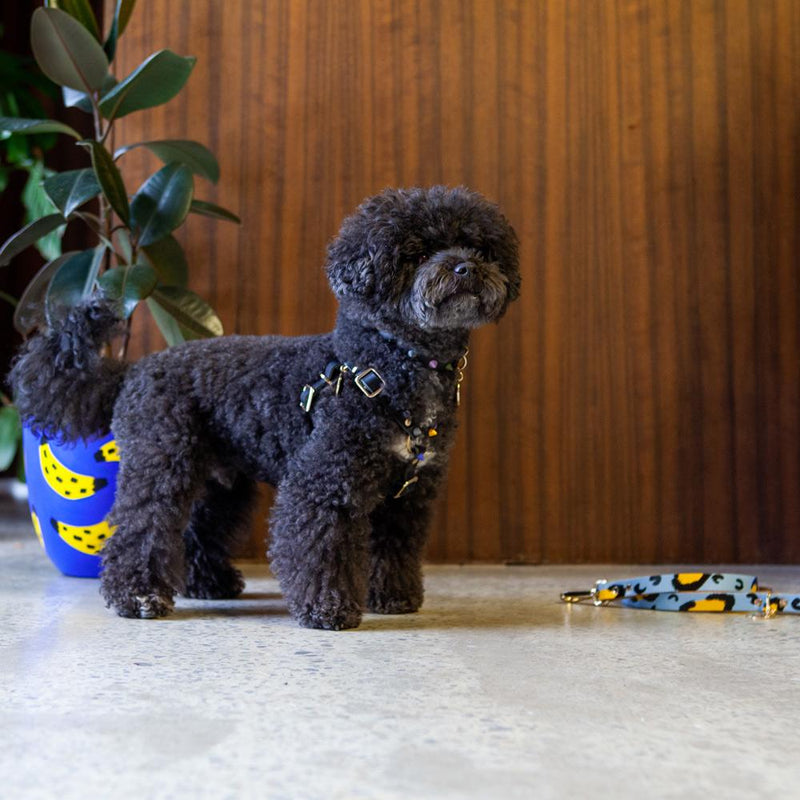 Nice Digs-Smooth Spike-Dog Harness-Rocky Noir-Poodle