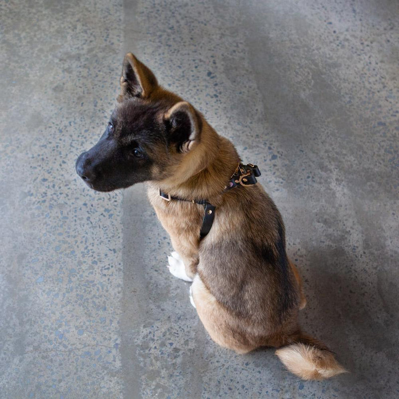Nice Digs-Smooth Spike-Dog Harness-Rocky Noir-Above
