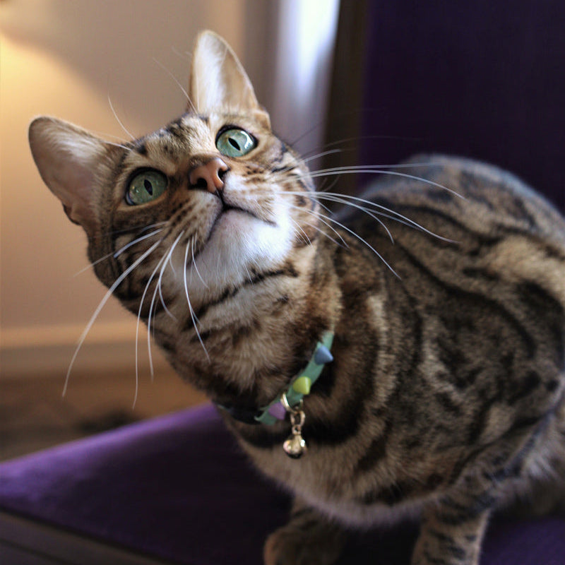 Nice Digs-Spike Cat Collar-Pistachio-Tabby Cat