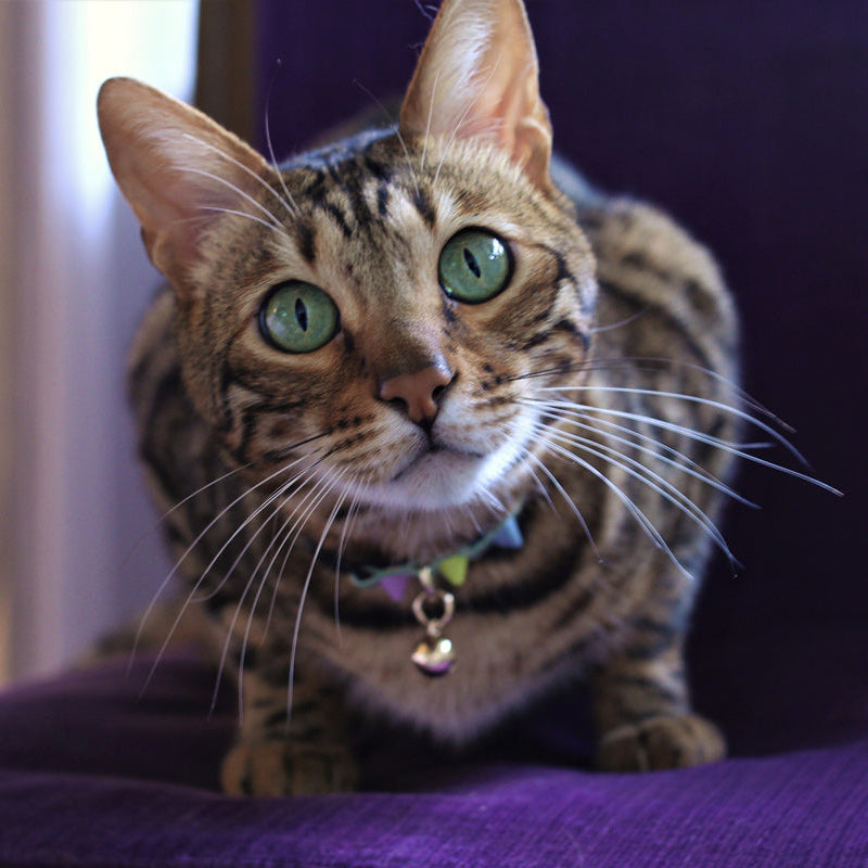 Nice Digs-Spike Cat Collar-Pistachio-04