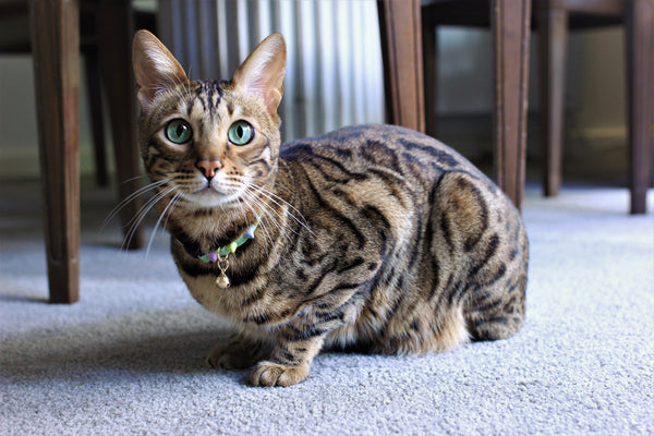 Nice Digs-Spike Cat Collar-Pistachio