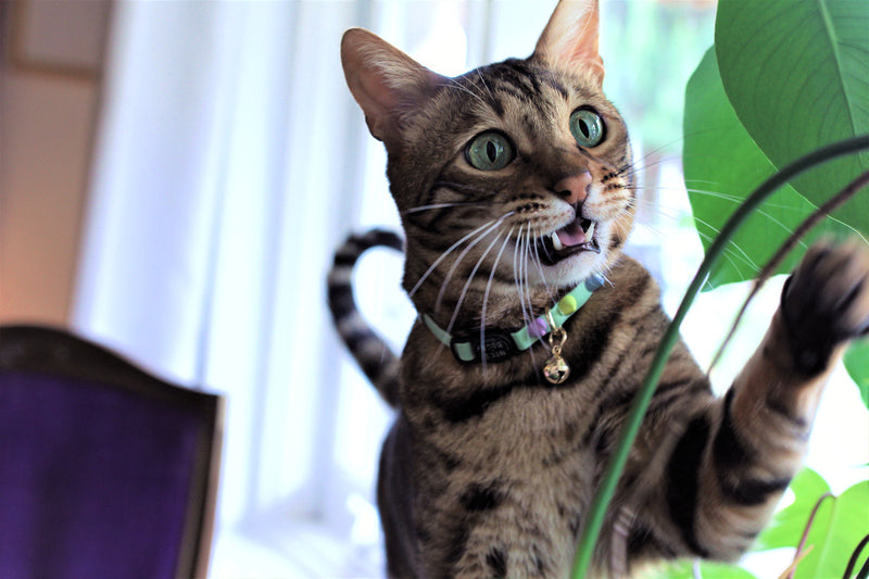 Nice Digs-Spike Cat Collar-Pistachio-03