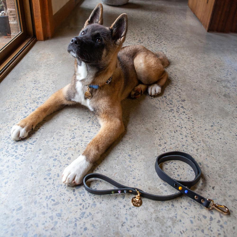 Smooth Spike Dog Lead-Rocky Noir - Main Image