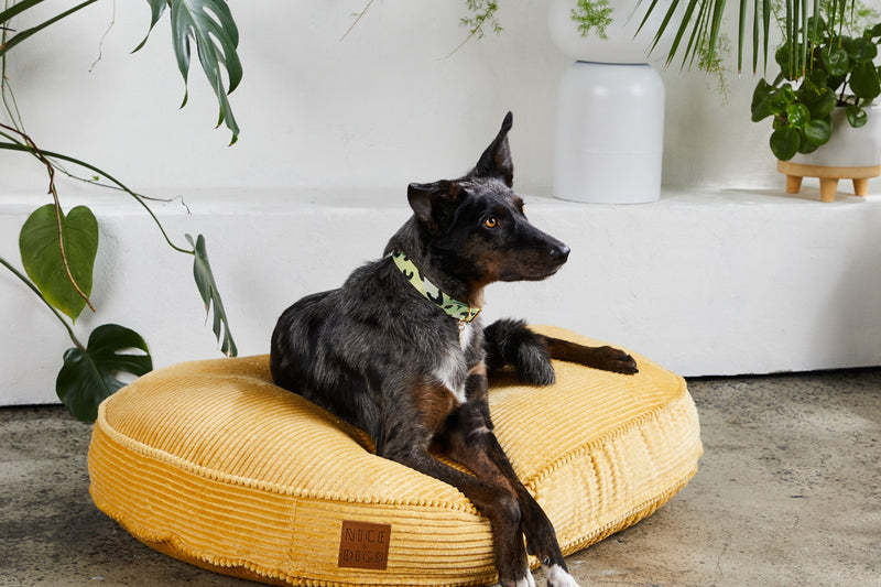 Nice Digs-Dog Bed-Jumbo Cord-Butter-Lifestyle
