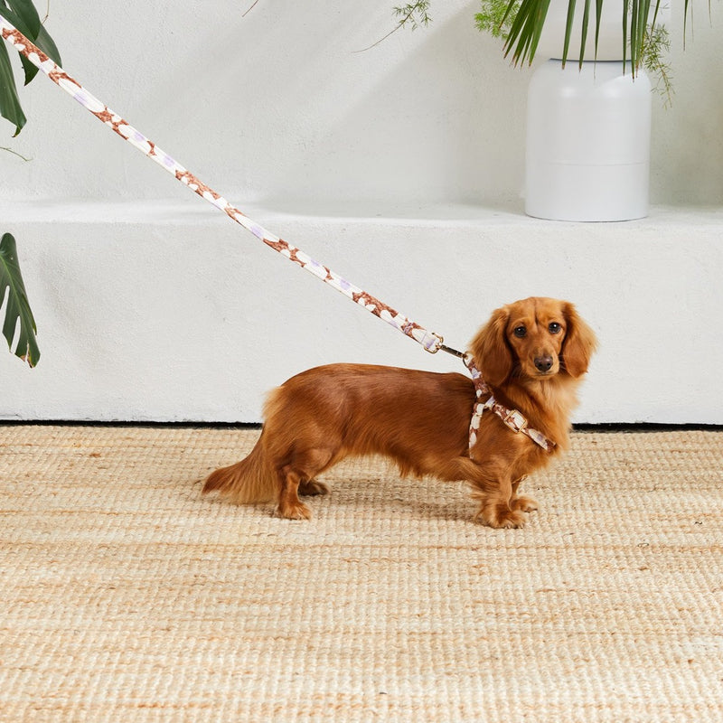 Nice Digs-Daisy Printed Dog Lead-Dachshund