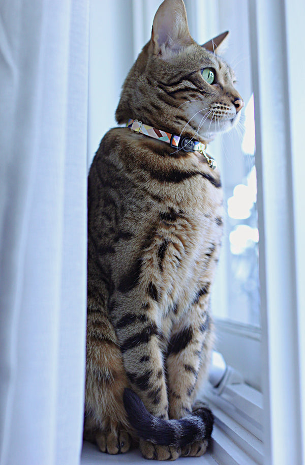 Nice Digs-Sunday Best-Leather Cat Collar-Tabby Cat