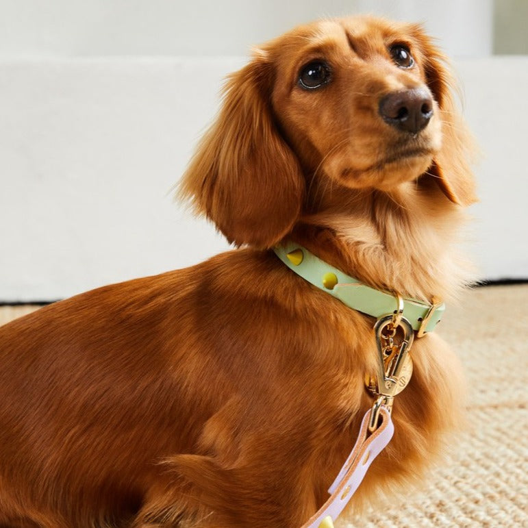 Nice Digs-Smooth Spike Leather Dog Collar-Pistachio-Dachshund
