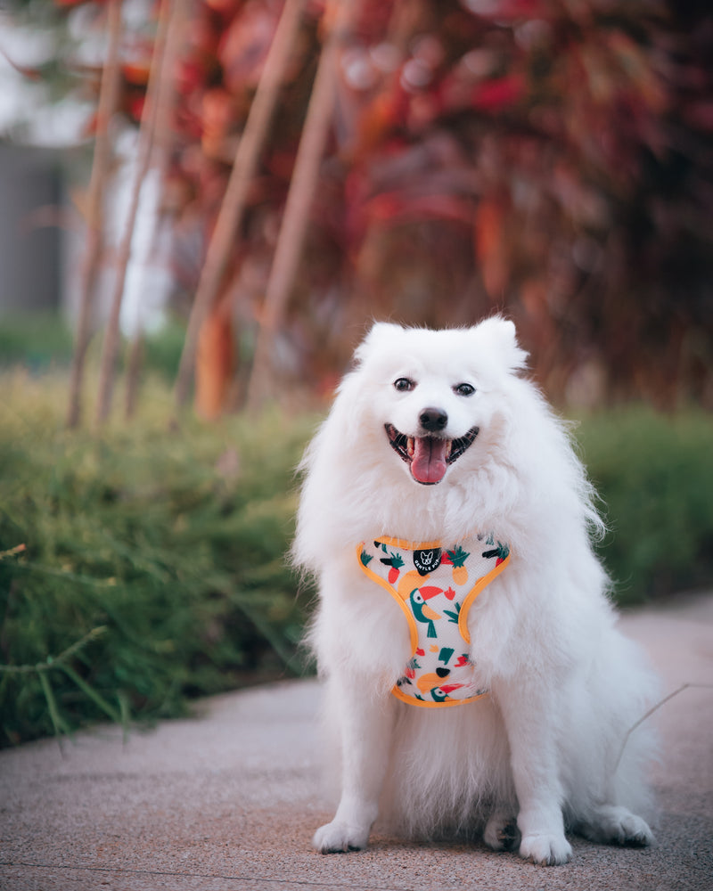 Gentle Pup-Dog Harness-Aloha Alice-Spitz