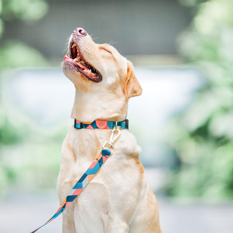 Gentle Pup-Dog Collar-Razzle Dazzle-Labrador
