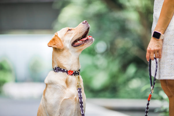 Gentle Pup-Dog Collar-Lucky Lotto-Labrador